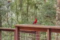 Property photo of 12 Wattle Grove Springbrook QLD 4213