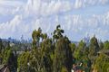 Property photo of 6/32 Croydon Road Croydon NSW 2132