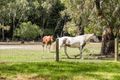 Property photo of 17 Moore Street Wungong WA 6112