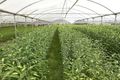 Property photo of 75 Fisheries Road Devon Meadows VIC 3977