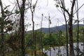Property photo of 42 Thrush Terrace Clifton Beach QLD 4879