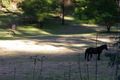 Property photo of 1224 Comleroy Road Kurrajong NSW 2758