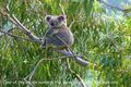 Property photo of 25 Bayview Road Noosa Heads QLD 4567