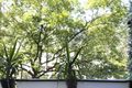Property photo of 18/211 Wigram Road Forest Lodge NSW 2037