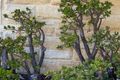 Property photo of 24 Larchmont Avenue East Killara NSW 2071