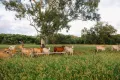 Property photo of 124 Lee Farm Road Bushley QLD 4702
