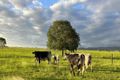 Property photo of 307 Silverleaves Road Mount Beppo QLD 4313