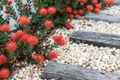 Property photo of 7 Cloudbreak Street Armstrong Creek VIC 3217