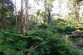 Property photo of 52 Canyon Parade Springbrook QLD 4213