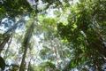 Property photo of 28 Wilkes Road Woombye QLD 4559