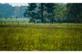 Property photo of 421 Summervilles Road Thora NSW 2454