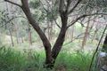 Property photo of 1217 Wild Pig Creek Road Undullah QLD 4285