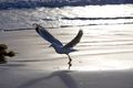 Property photo of 29 Beachside Boulevard Tomakin NSW 2537