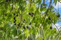 Property photo of 9 Alder Way Duncraig WA 6023