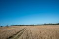 Property photo of 43 Jackson Road Mindarra WA 6503