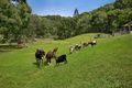Property photo of 742 Currumbin Creek Road Currumbin Valley QLD 4223