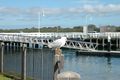 Property photo of 1/39 Bergin Grove San Remo VIC 3925