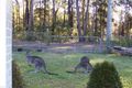 Property photo of 53 Harriss Avenue Basin View NSW 2540