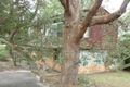 Property photo of 21 Fishermans Walk Hawks Nest NSW 2324