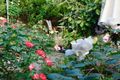 Property photo of 63 Ramblers Way Doreen VIC 3754