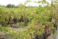 Property photo of 3601 Main South Road Sellicks Hill SA 5174