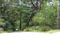 Property photo of 109A Dartford Road Thornleigh NSW 2120