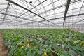 Property photo of 1 Mansfield Road Galston NSW 2159