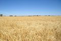 Property photo of 1 Emu Flat Road Keith SA 5267