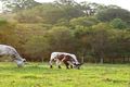 Property photo of 6003 Tweed Valley Way Burringbar NSW 2483