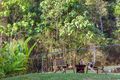 Property photo of 20 Gypsy Close Mount Coolum QLD 4573