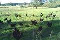 Property photo of 1065 Kangarooby Road Gooloogong NSW 2805