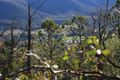 Property photo of 1065 Kangarooby Road Gooloogong NSW 2805