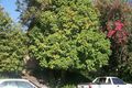 Property photo of 210 Clarence Road Indooroopilly QLD 4068