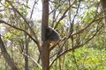 Property photo of 26 Peppermint Drive Cashmere QLD 4500