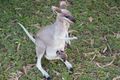 Property photo of LOT 48 Quoin Island Street Gladstone Harbour QLD 4680