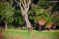 Property photo of 4 Butterworth Springs Avenue Dunsborough WA 6281