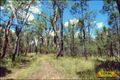 Property photo of 373 Pine Ridge Road Condamine Farms QLD 4357