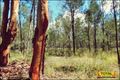 Property photo of 373 Pine Ridge Road Condamine Farms QLD 4357