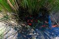 Property photo of 20 Allchin Circuit Kambah ACT 2902
