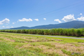 Property photo of 9 Fixter Road Aloomba QLD 4871