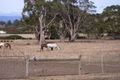 Property photo of 5 Devon Hills Road Devon Hills TAS 7300