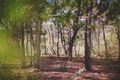 Property photo of 38 Robertson Road Wamboin NSW 2620