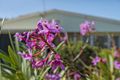 Property photo of 13 Orchid Street Bellara QLD 4507