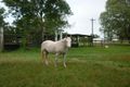 Property photo of 14 Fogarty Road Fairy Bower QLD 4700