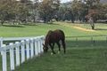 Property photo of 107 Charles Booth Way Millthorpe NSW 2798