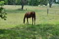 Property photo of 177 Barbagallo Road Aloomba QLD 4871