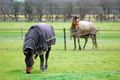 Property photo of 140 Ayrshire Loop Lower Chittering WA 6084