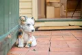 Property photo of 129 View Street Annandale NSW 2038