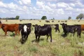 Property photo of 1676 Willala Road Willala NSW 2382