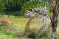Property photo of 26 Allara Street Flaxton QLD 4560